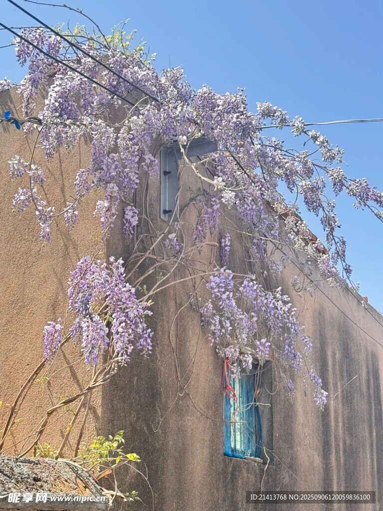 紫藤垂掛于古樸建筑旁