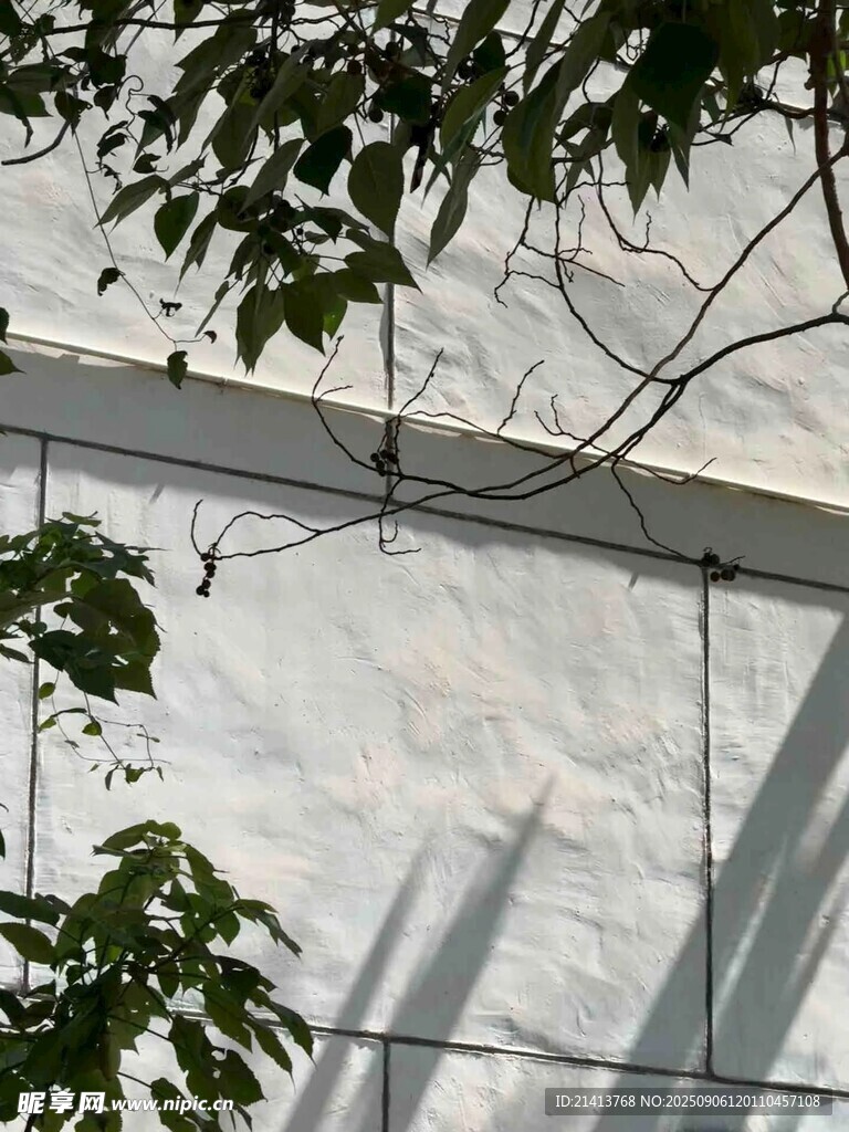 綠葉映襯下的白色墻面