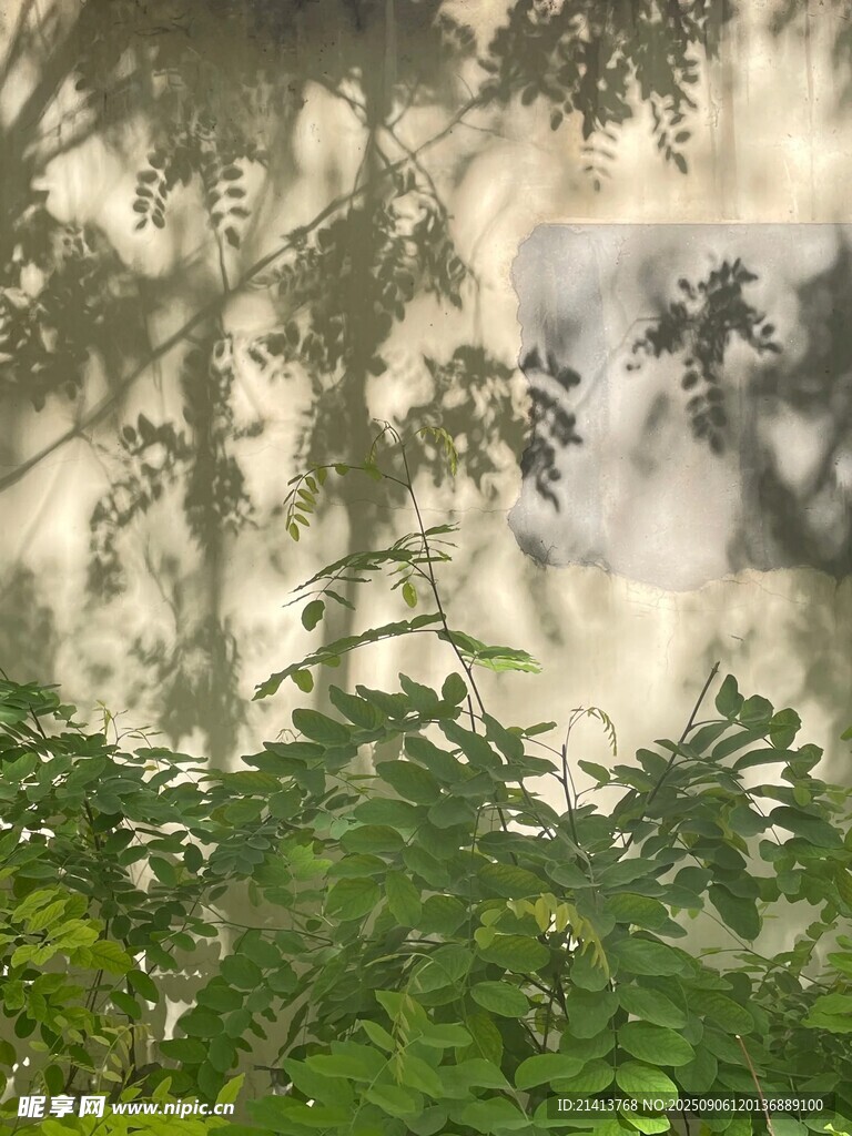林間光影斑駁的自然景致