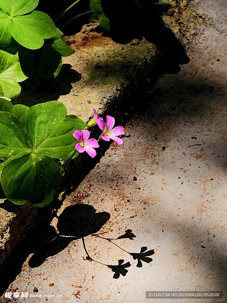 石縫間綻放的紫色小花