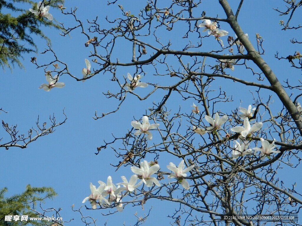 藍(lán)天映襯下的玉蘭花綻放