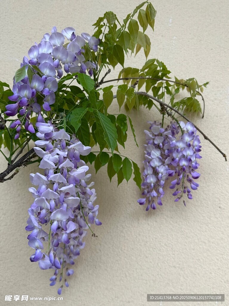 垂掛的美麗紫紫藤花