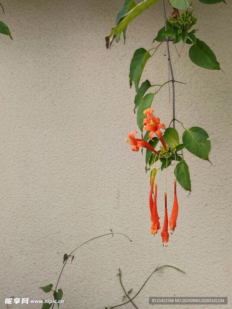 垂掛的橙紅色吊鐘狀花朵