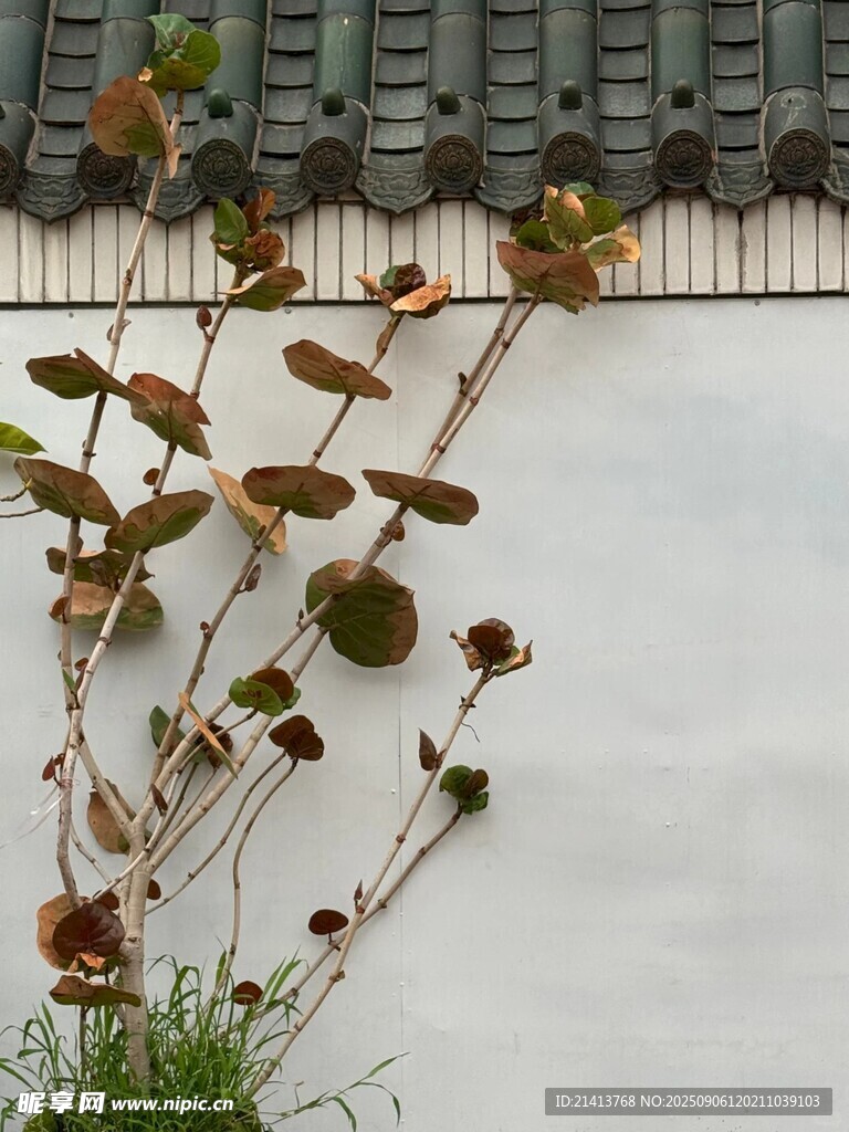墻邊枯萎植物的蕭瑟景象