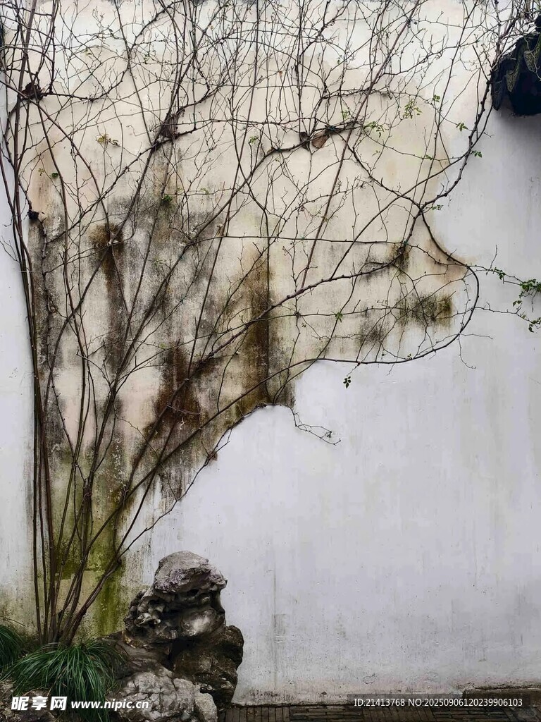 中式庭院墻邊枯藤老樹