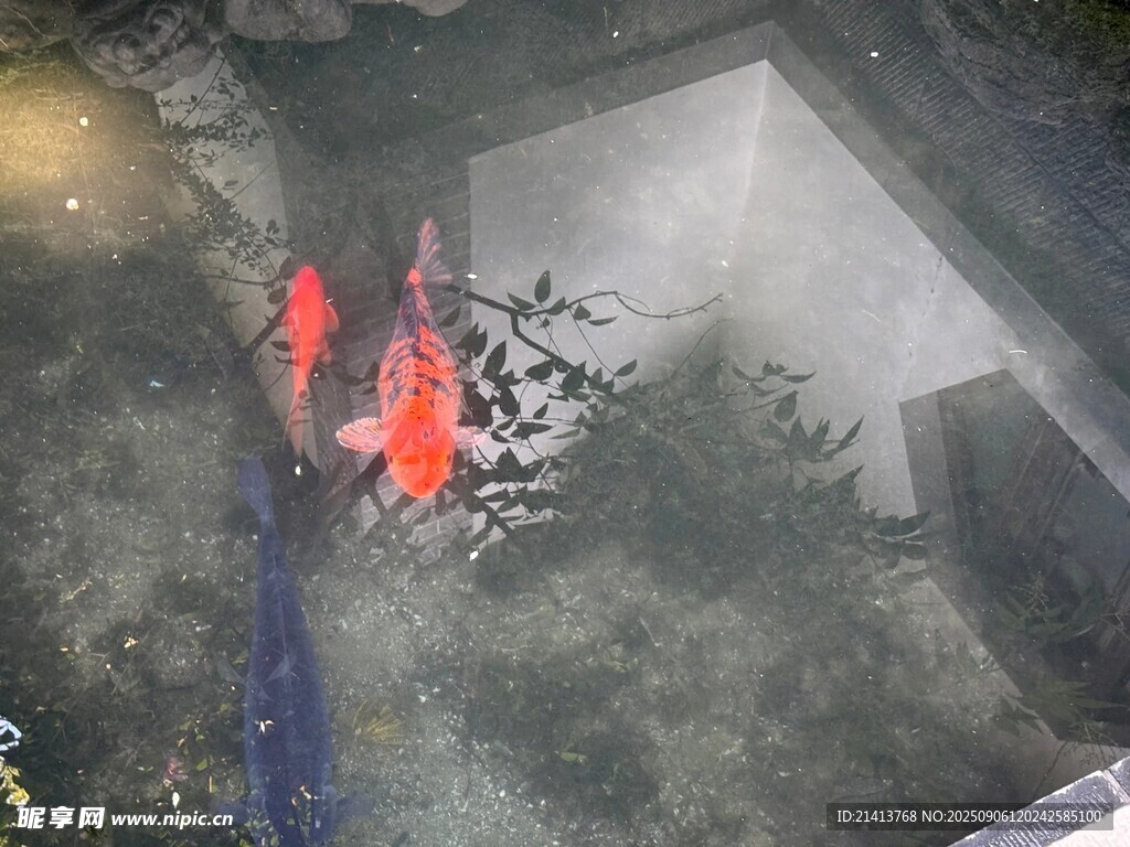 水中靈動的紅色錦鯉