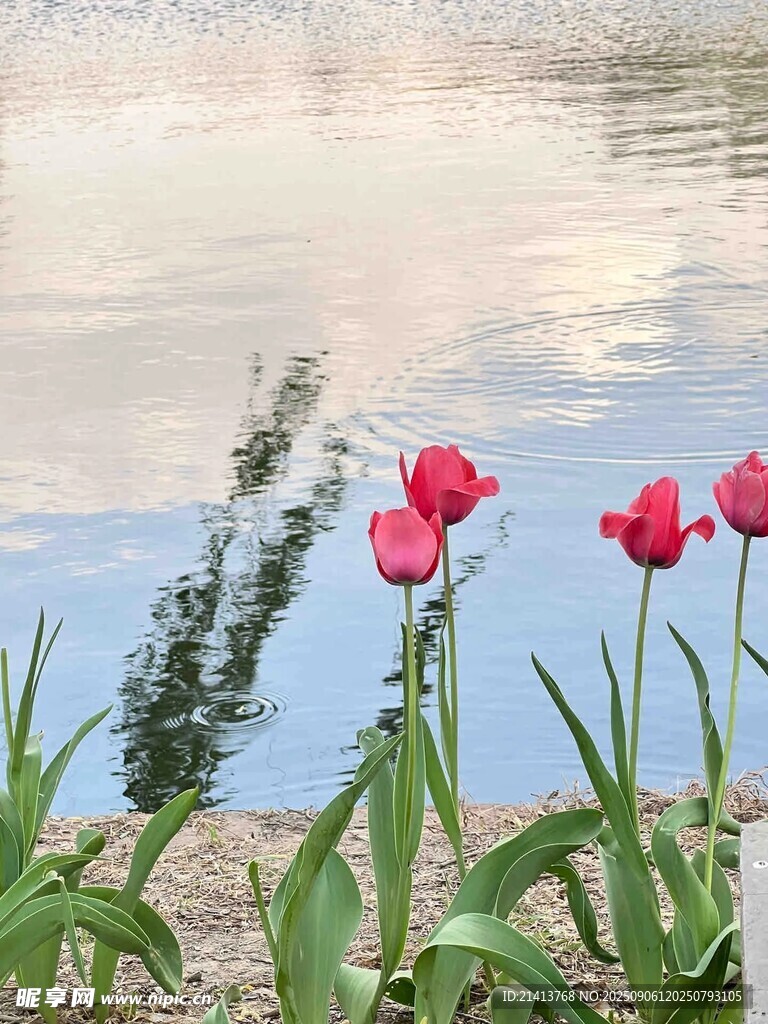 湖畔綻放的艷麗紅郁金香