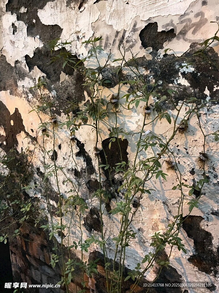 巖石縫隙中的綠色生機(jī)