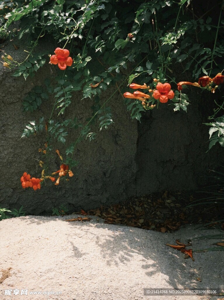 墻邊綻放的鮮艷凌霄花