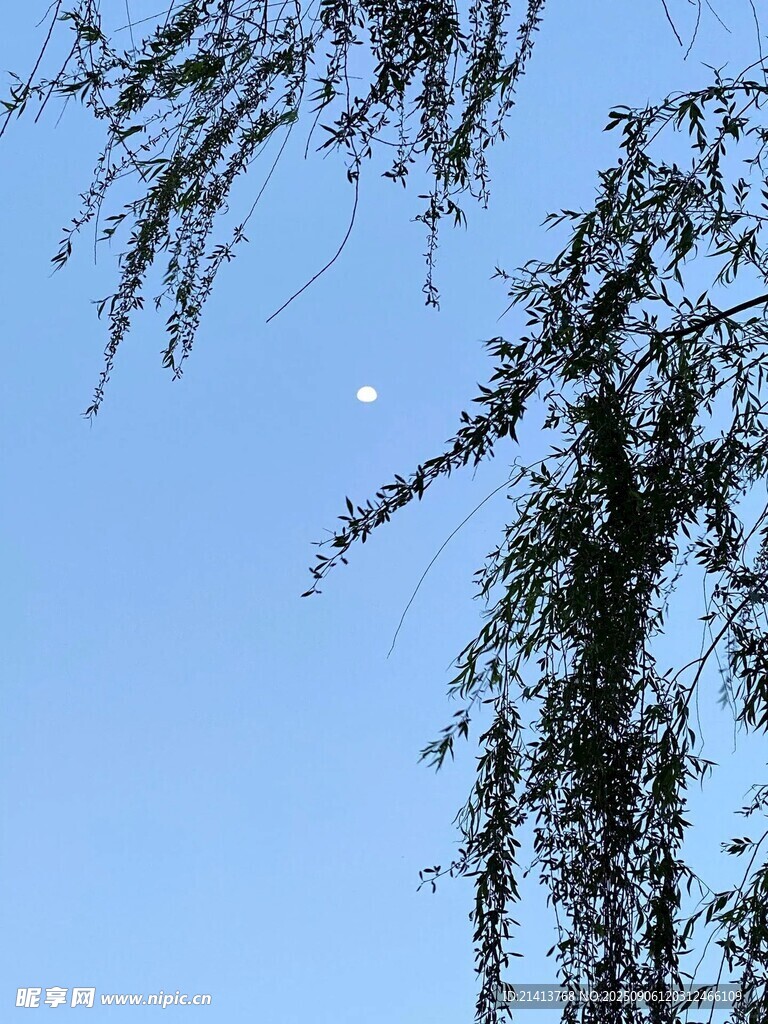 藍(lán)天垂柳間的皎月