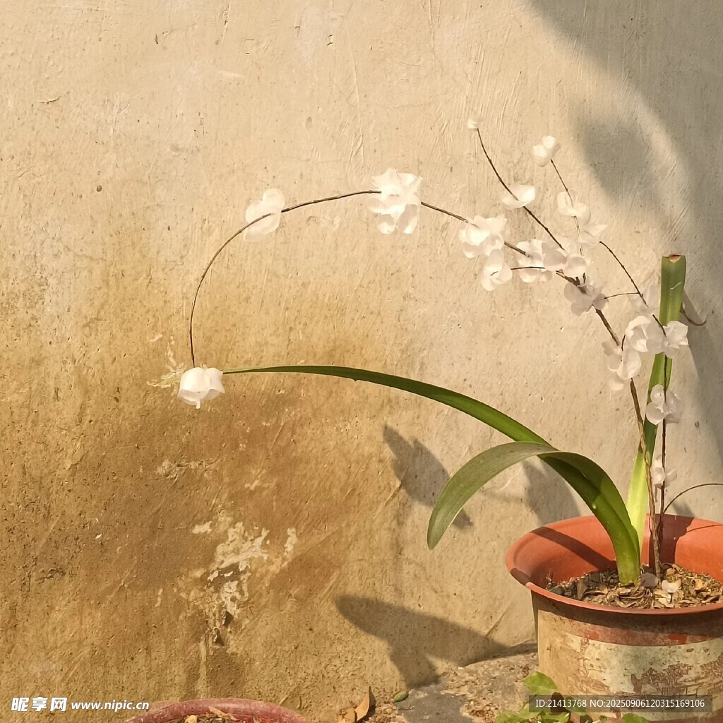 墻邊綻放的優(yōu)雅白色蘭花