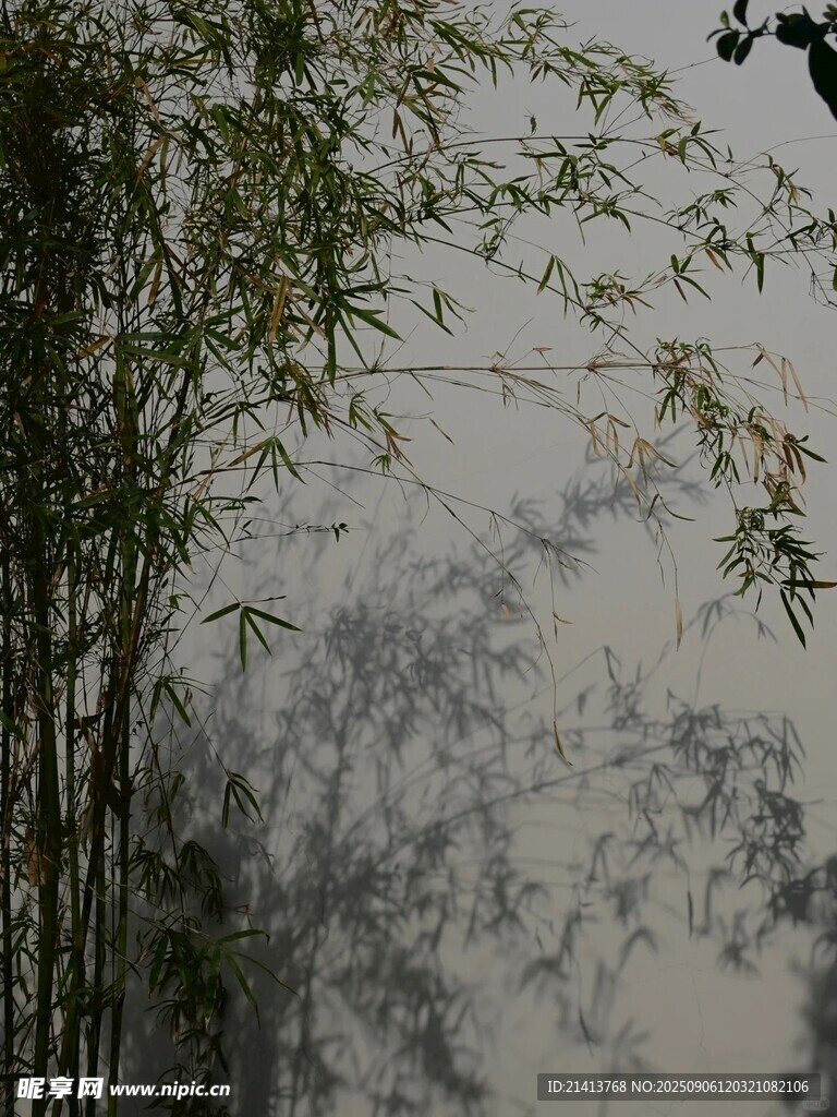 竹影映墻 靜謐中式景致