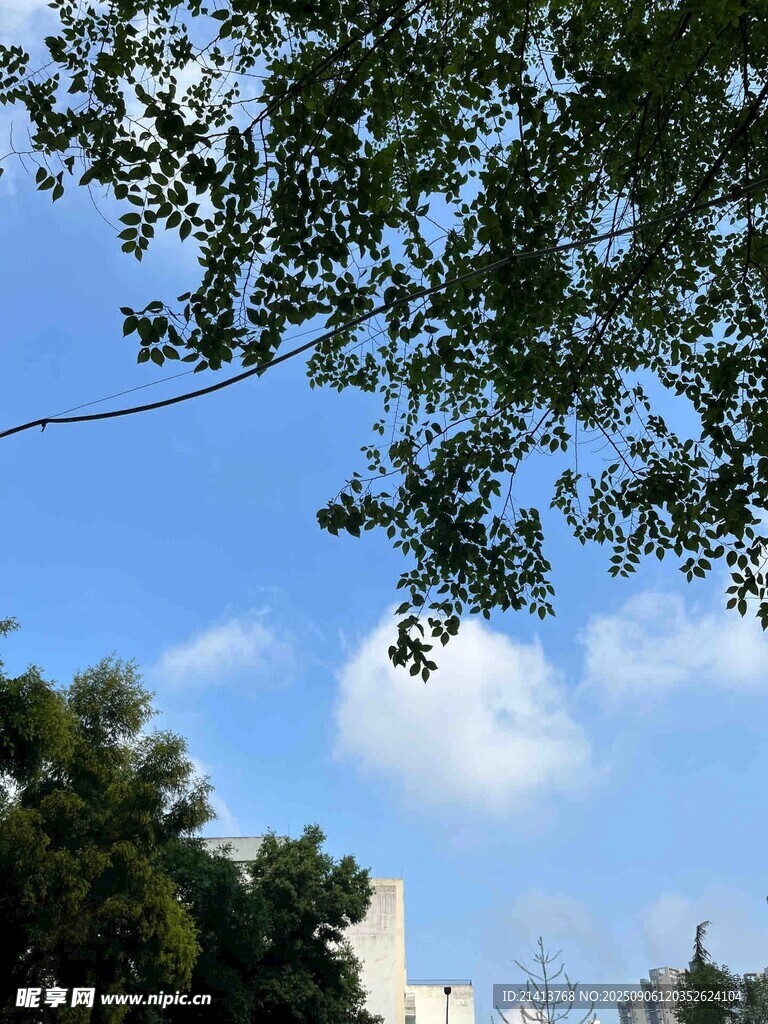 藍天綠樹間的城市景致