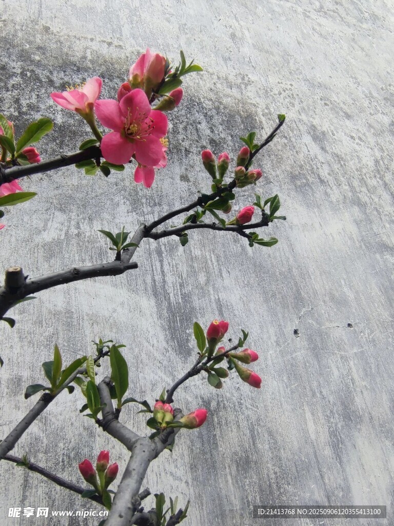 雨中綻放的嬌艷桃花