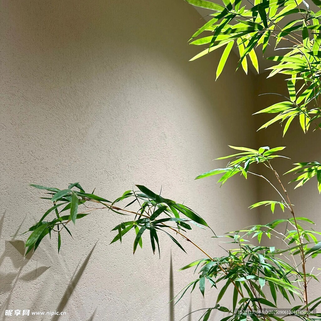 翠綠竹枝映于淺色背景
