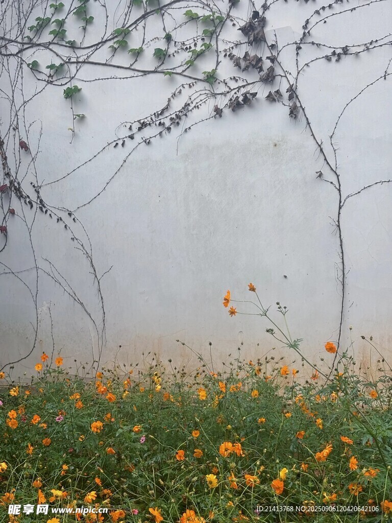 霧中花叢與藤蔓的靜謐景致
