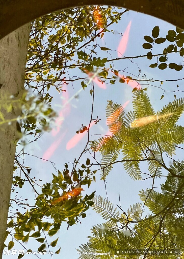 透過枝葉看絢爛天空