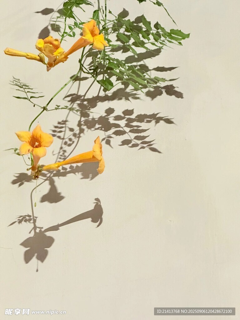 墻邊綻放的亮麗黃喇叭花