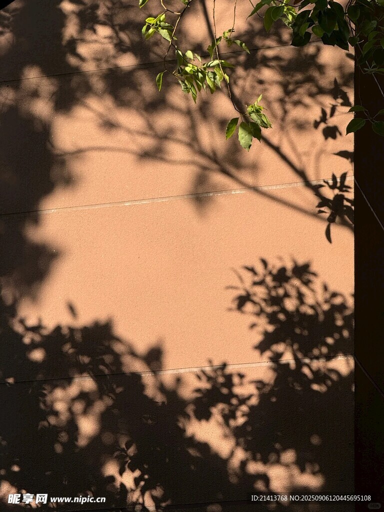 樹影斑駁下的自然景致