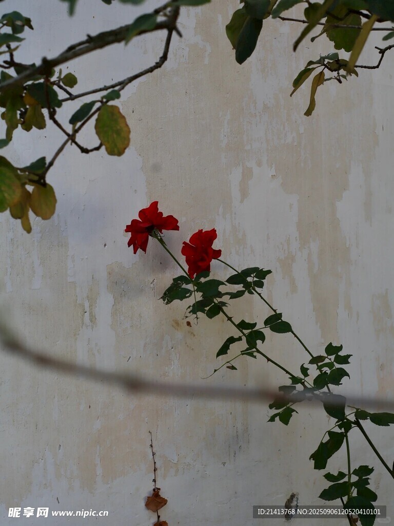 墻邊綻放的嬌艷紅花