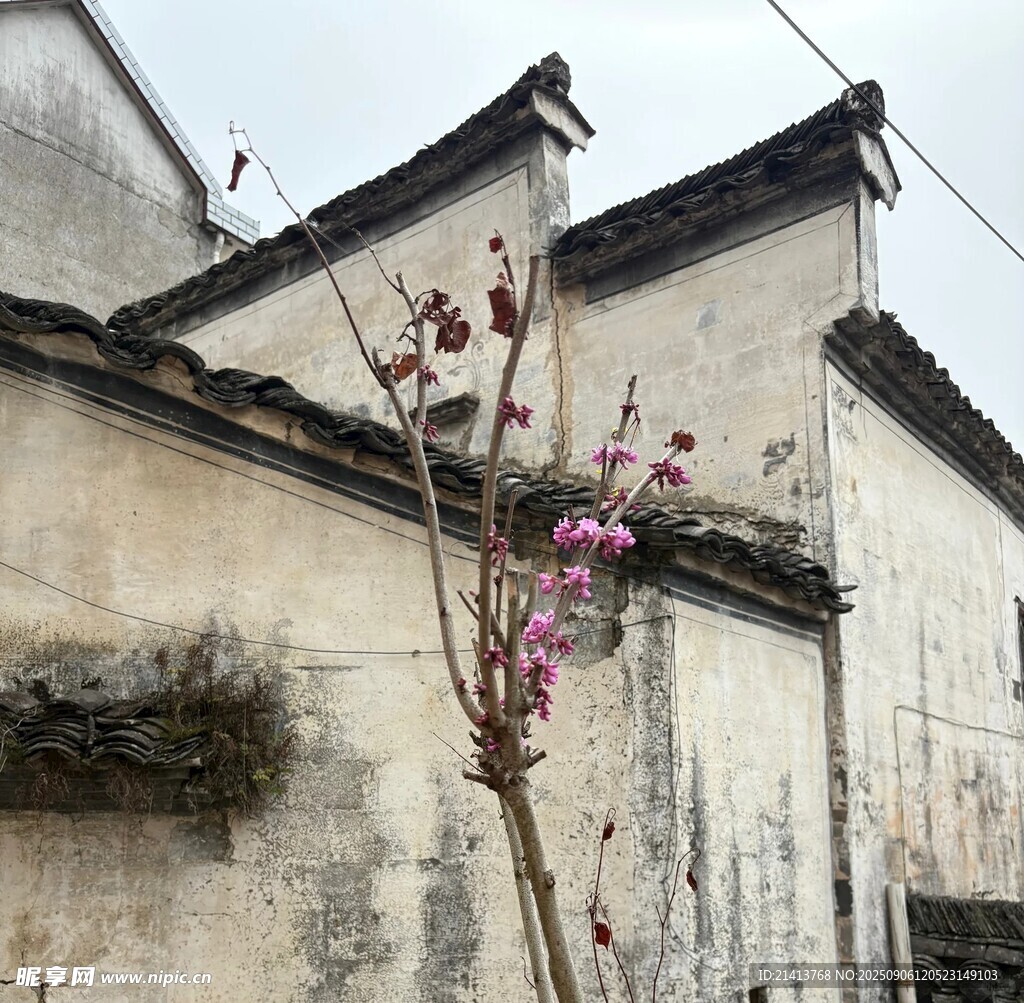 古墻邊綻放的艷麗花枝