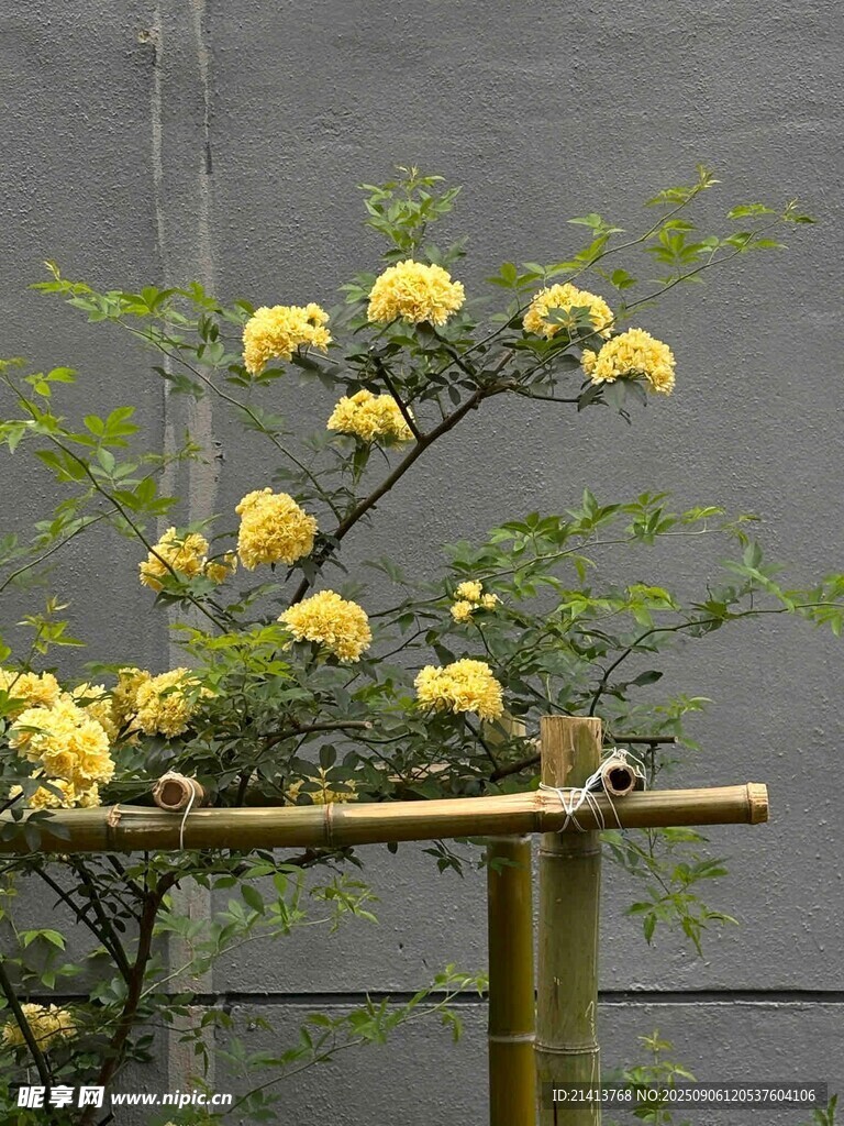 木架上的黃色繁花