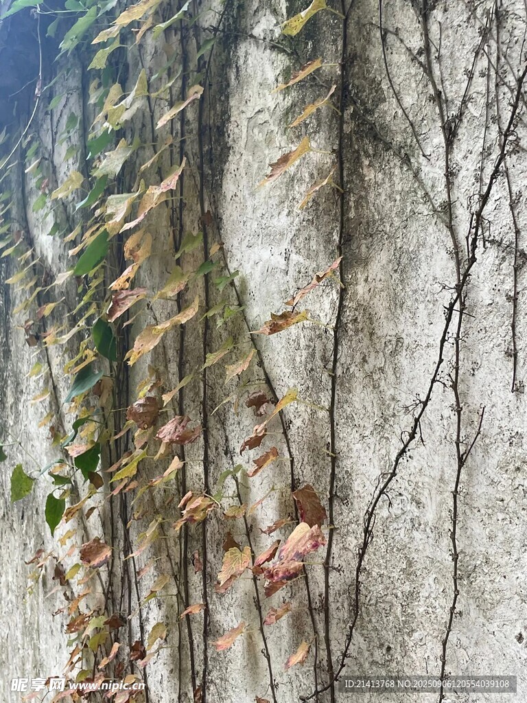 墻上攀爬的綠植