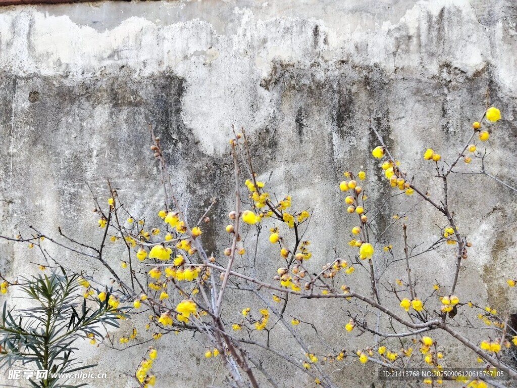 雪中綻放的黃色花枝