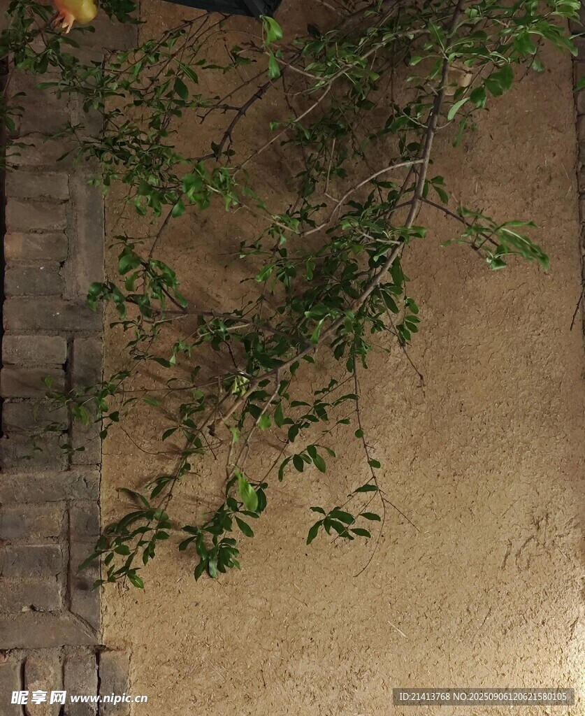 墻邊綠植生機(jī)盎然