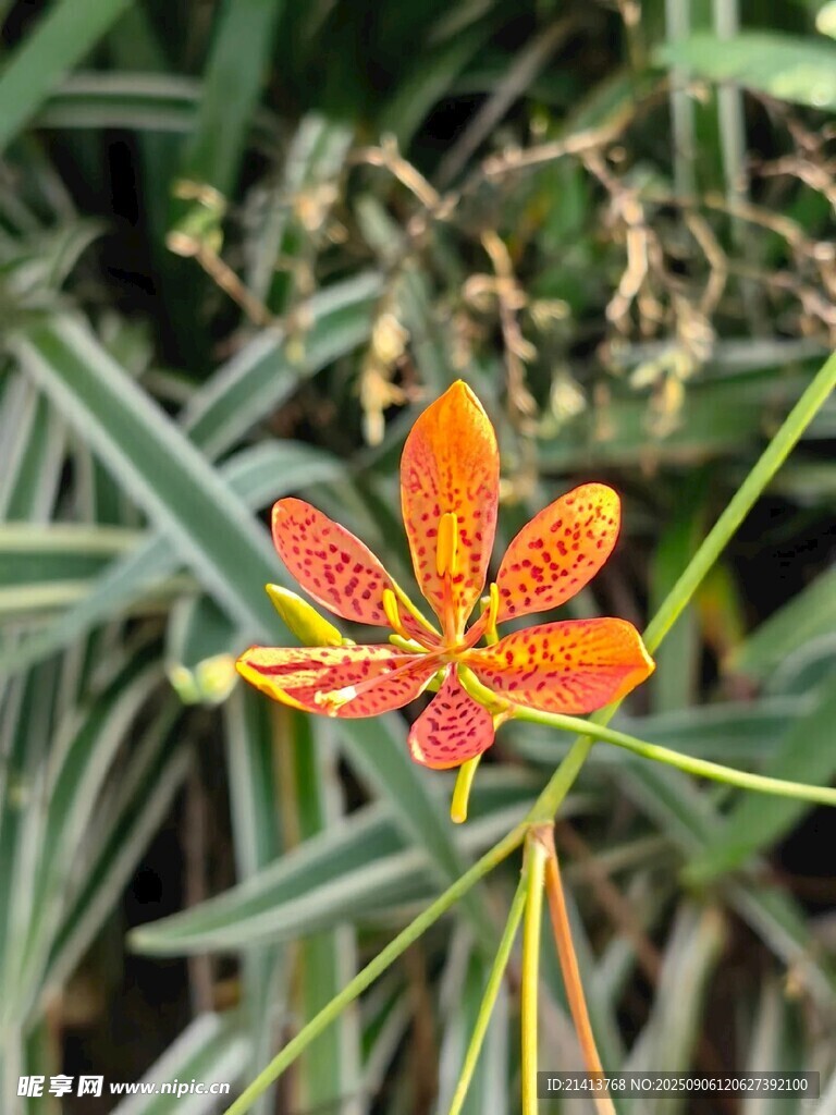 艷麗射干花綻放