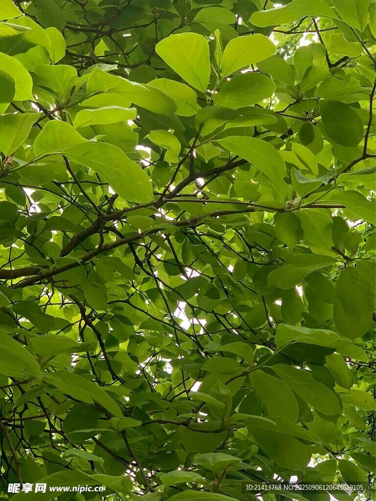 翠綠樹葉展現(xiàn)盎然生機