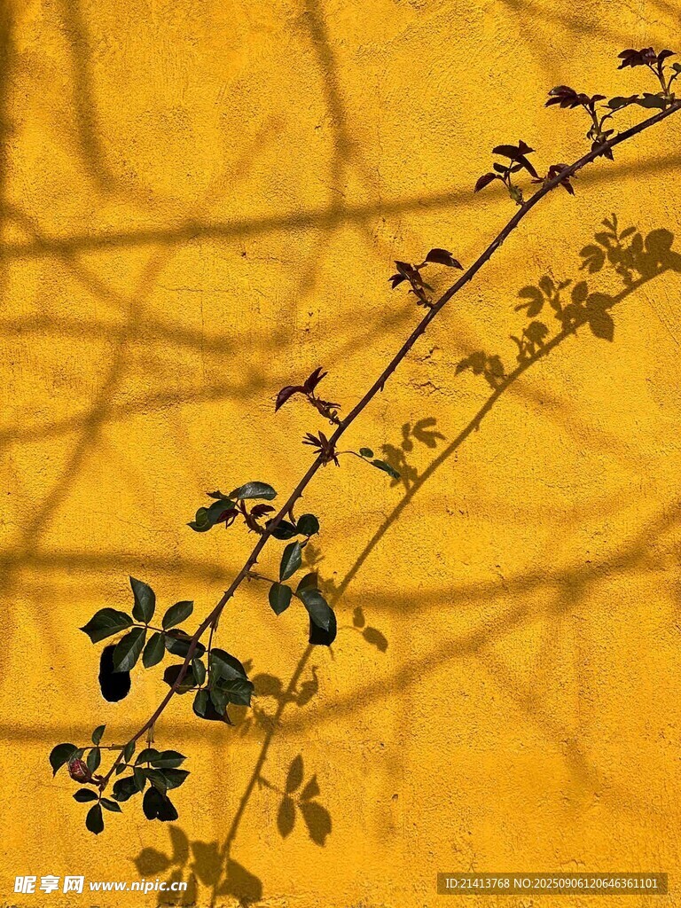 金黃背景下的翠綠藤蔓