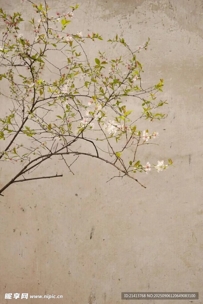 枝頭綻新花