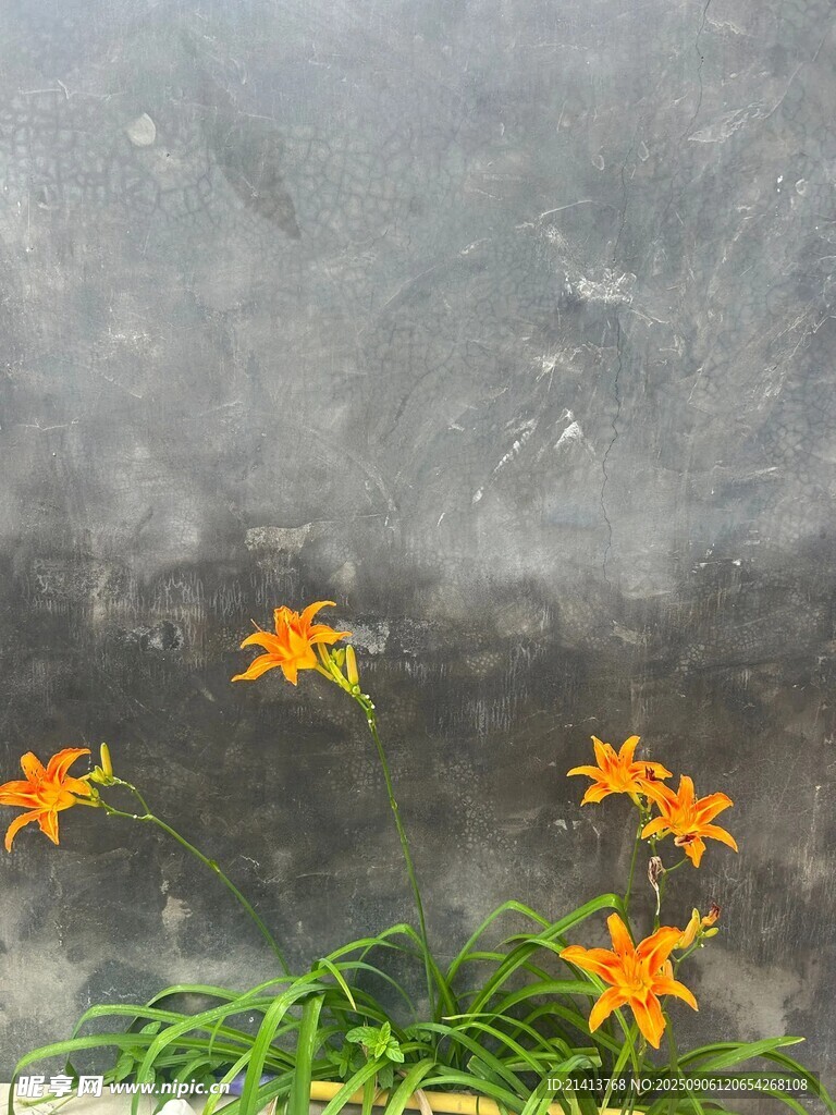 霧中綻放的橙色百合花