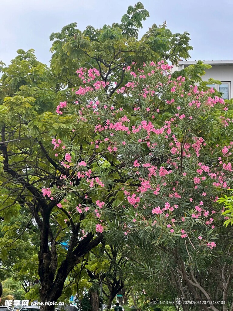 盛開的粉色繁花樹