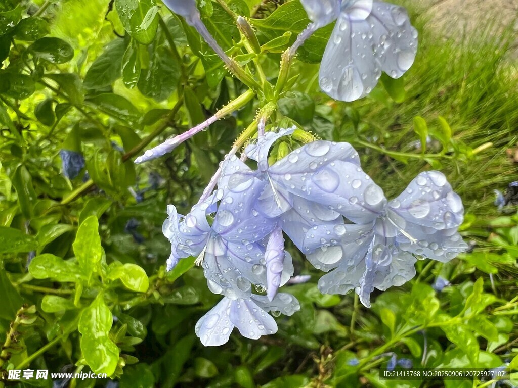 藍(lán)紫色花朵綻放于綠葉間