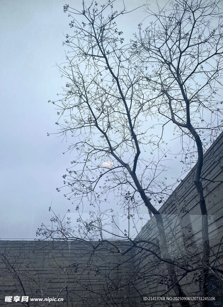 冬日枯樹旁的建筑一角