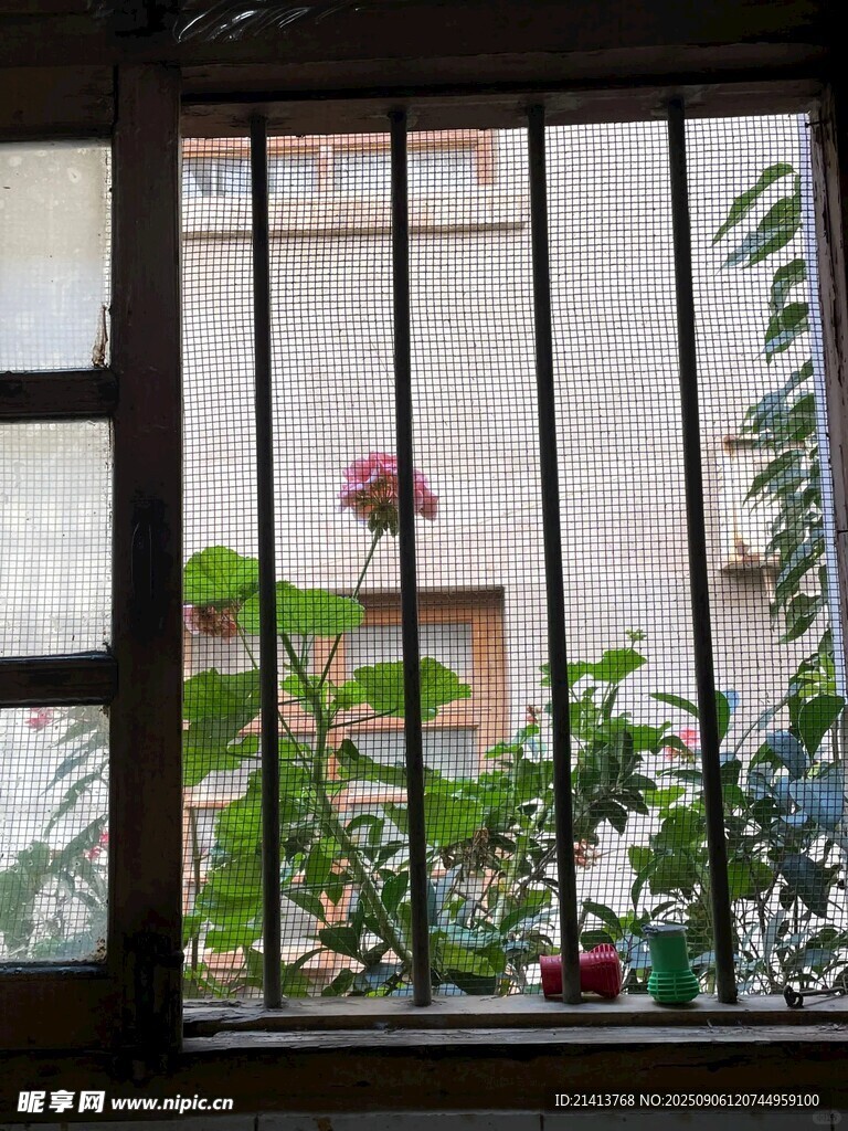 透過鐵窗看窗外的花卉