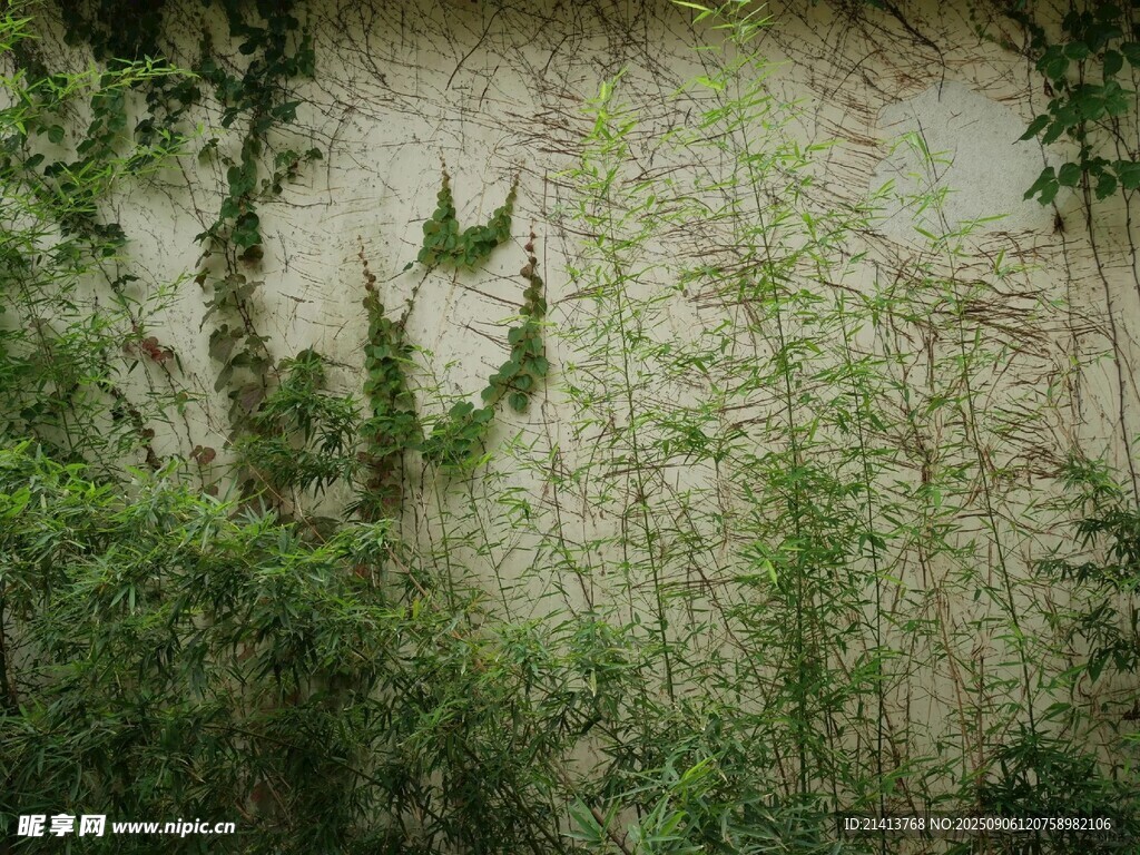 墻邊繁茂綠植景觀