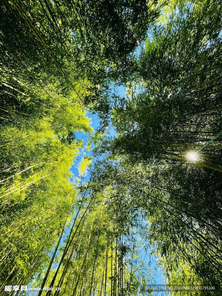 仰望蔥郁竹林的天空