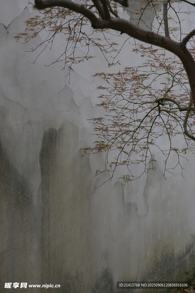 白墻枯枝景