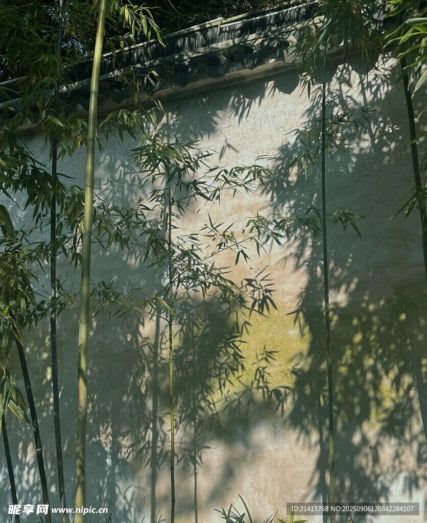 斑駁墻影下的綠意景致