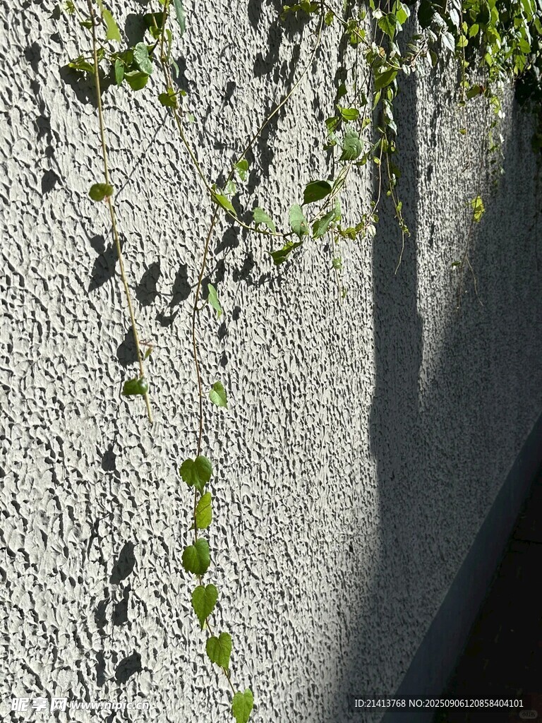 墻面攀附的翠綠藤蔓