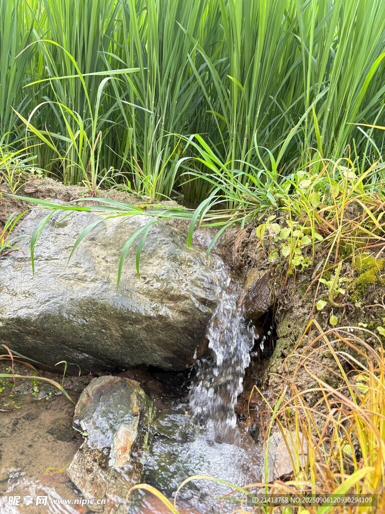 溪邊流水潺潺 綠草相伴