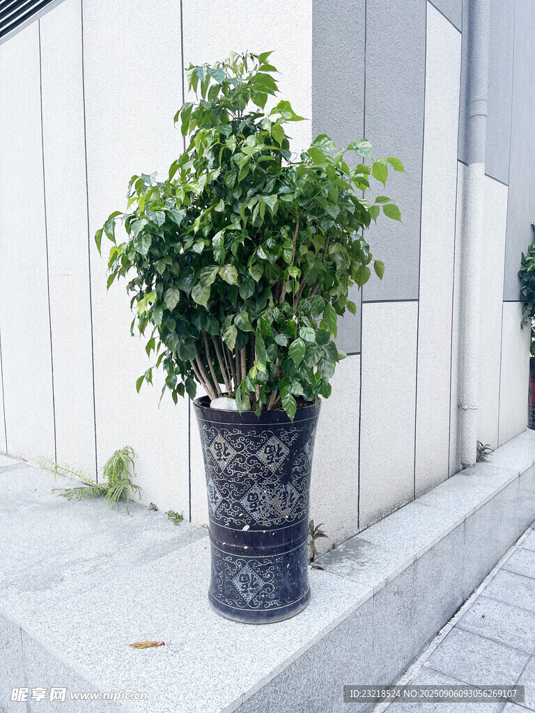 幸福樹