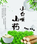 小白嘴山藥特寫展示