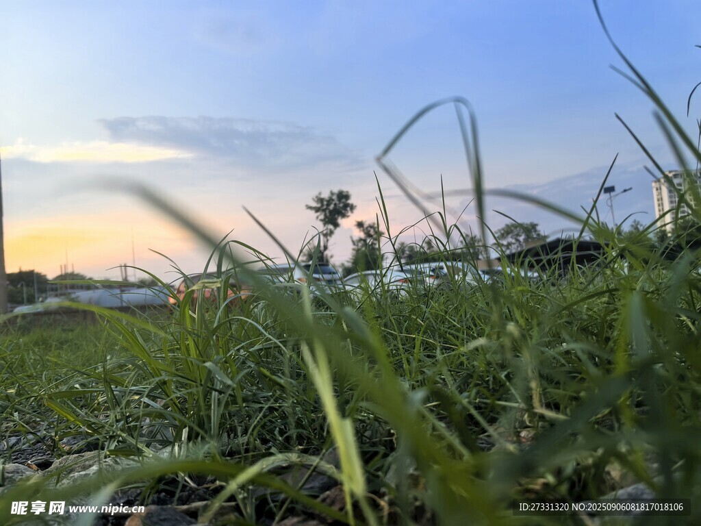 夕陽下的草地植物景觀