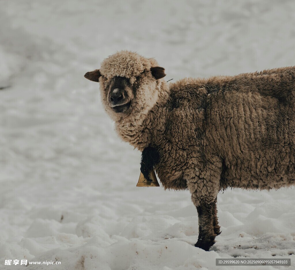 雪地中的羊