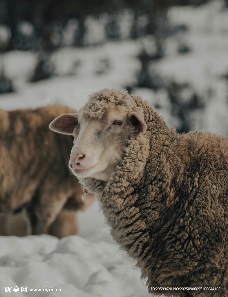 雪地中的綿羊