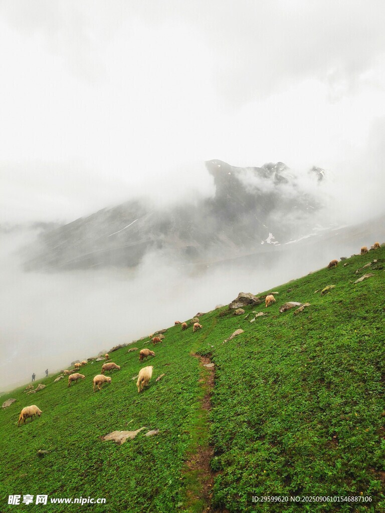 云霧山間的牧羊景致